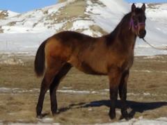 Paddys Gin Falcon JW<BR>AQHA 5734020